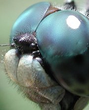 Facettenauge einer Libelle