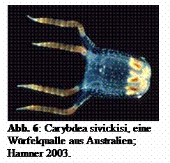 Textfeld:  
Abb. 6: Carybdea sivickisi, eine Wrfelqualle aus Australien;
Hamner 2003.  
