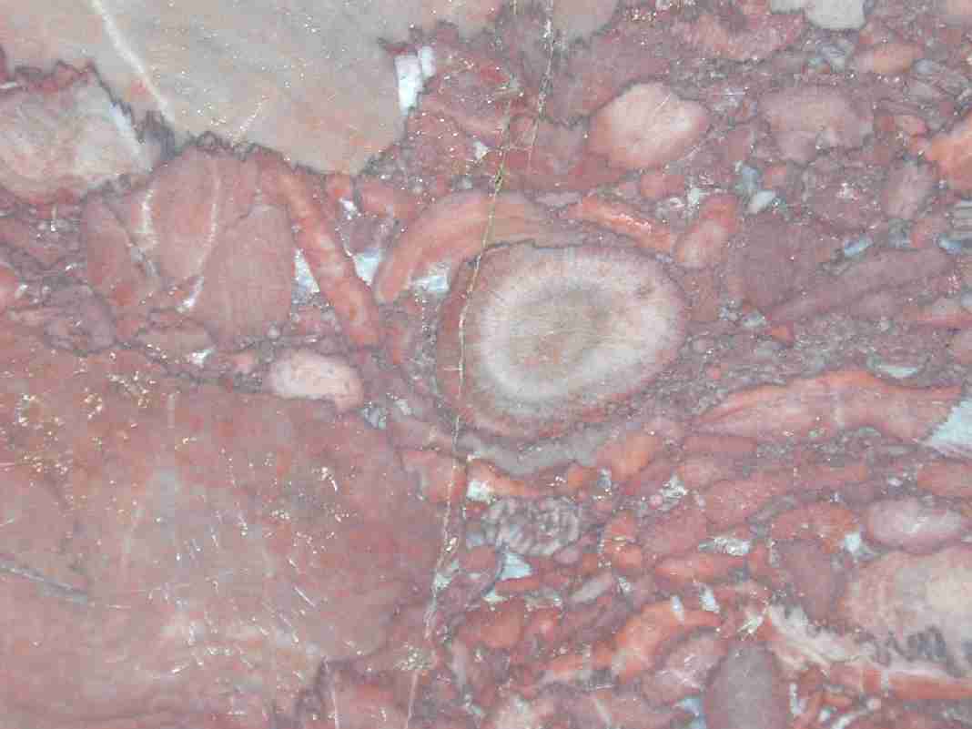 Querschnitt durch den Stil einer Koralle