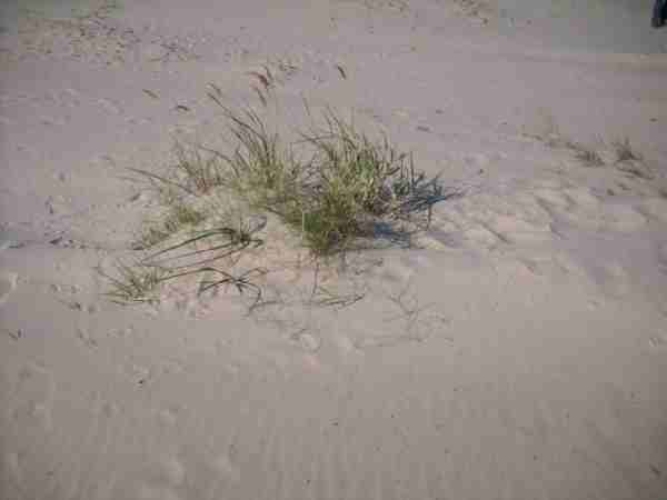 Strandvegetation