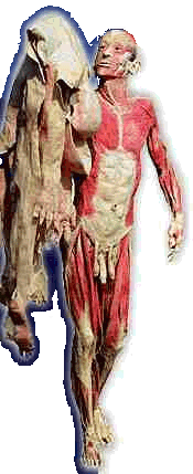 Eine Ausstellung mit merkw&uuml;rdigem Beigeschmack: K&ouml;rperwelten Foto: www.koerperwelten.com